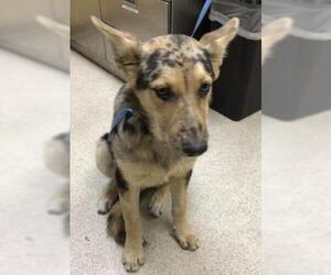 German Shepherd Dog Dogs for adoption in Riverside, CA, USA