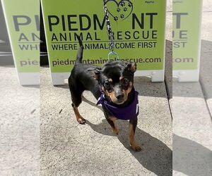 Chipin Dogs for adoption in Mooresville, NC, USA