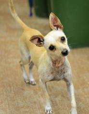 Chihuahua Dogs for adoption in Alvarado, TX, USA