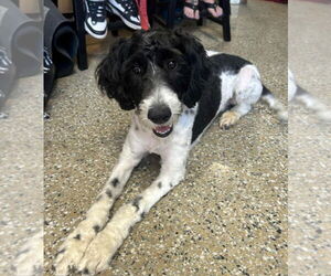 Mutt Dogs for adoption in Lexington Park, MD, USA