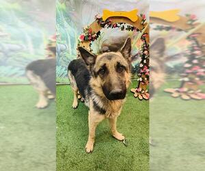 German Shepherd Dog Dogs for adoption in Globe, AZ, USA
