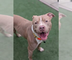 Mutt Dogs for adoption in Sacramento, CA, USA