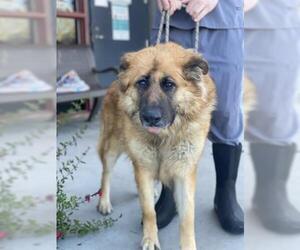 German Shepherd Dog-Unknown Mix Dogs for adoption in Redlands, CA, USA
