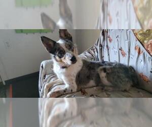 Border-Aussie Dogs for adoption in Mount Vernon, AR, USA
