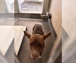 Rat Terrier Dogs for adoption in Upland, CA, USA