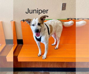 Mutt Dogs for adoption in Topeka, KS, USA