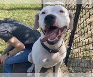 American Bulldog Dogs for adoption in Tavares, FL, USA
