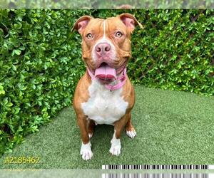 American Pit Bull Terrier Dogs for adoption in West Palm Beach, FL, USA