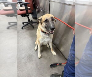 German Shepherd Dog-Unknown Mix Dogs for adoption in Forestville, MD, USA