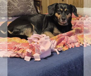 Dachshund-Unknown Mix Dogs for adoption in Princeton, MN, USA