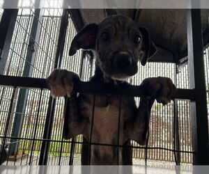 Labrador Retriever-Unknown Mix Dogs for adoption in Palmetto, FL, USA