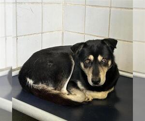 Rottweiler-Unknown Mix Dogs for adoption in San Antonio, TX, USA