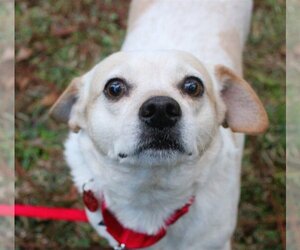 Beagle-Chihuahua Mix Dogs for adoption in Valrico, FL, USA