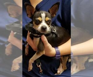 Chihuahua Dogs for adoption in Royal Palm Beach, FL, USA