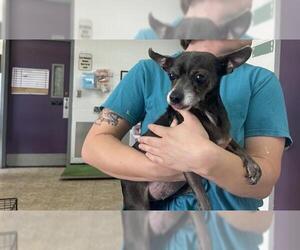 Chihuahua-Unknown Mix Dogs for adoption in Raleigh, NC, USA