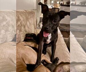 Mutt Dogs for adoption in Doylestown, PA, USA