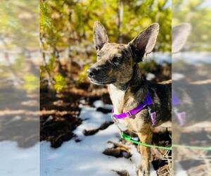 Dorgi Dogs for adoption in Frisco, CO, USA