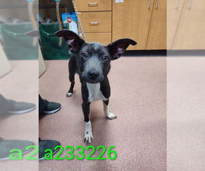 Mutt Dogs for adoption in Ogden, UT, USA