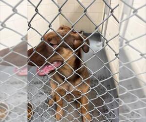 German Shepherd Dog-Unknown Mix Dogs for adoption in Anchorage, AK, USA