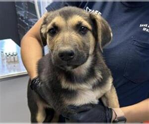 German Shepherd Dog-Unknown Mix Dogs for adoption in Visalia, CA, USA