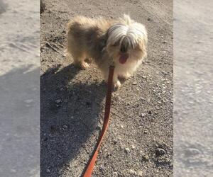 Shih Tzu Dogs for adoption in Williston, FL, USA