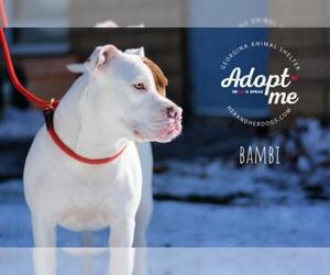 American Bulldog-Unknown Mix Dogs for adoption in Keswick, Ontario, Canada