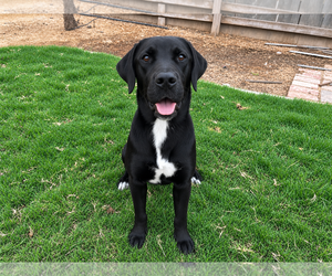 Labrador Retriever-Unknown Mix Dogs for adoption in Clovis, CA, USA
