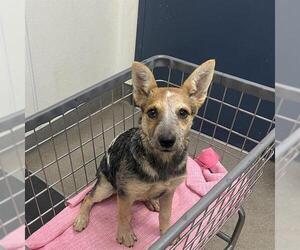 Texas Heeler Dogs for adoption in HESPERIA, CA, USA