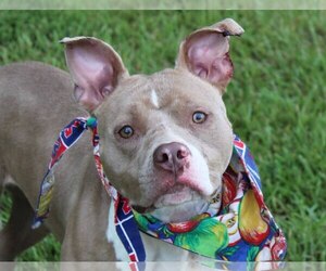 American Staffordshire Terrier Dogs for adoption in Oxford, MS, USA