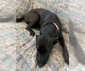 Labrador Retriever-Unknown Mix Dogs for adoption in garner, NC, USA