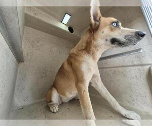 Huskies -Unknown Mix Dogs for adoption in San Antonio, TX, USA