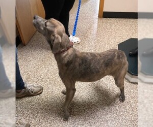 Mountain Cur Dogs for adoption in Union, WV, USA