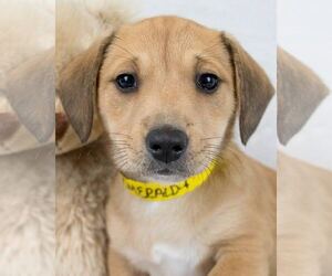 Dachshund-Labrador Retriever Mix Dogs for adoption in Kennesaw, GA, USA
