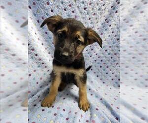 German Shepherd Dog-Unknown Mix Dogs for adoption in Conroe, TX, USA