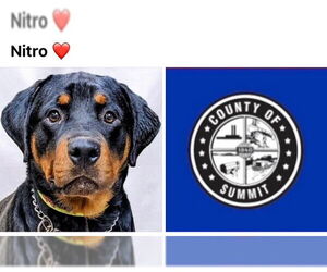 Rottweiler Dogs for adoption in Akron, OH, USA