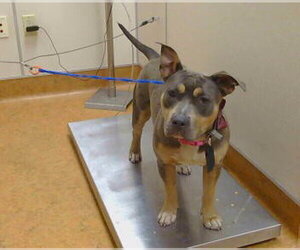 Mutt Dogs for adoption in Sacramento, CA, USA