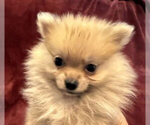 Pomeranian-Unknown Mix Dogs for adoption in Pacolet, SC, USA