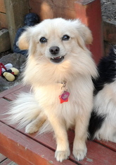 Chiranian Dogs for adoption in Richmond, CA, USA