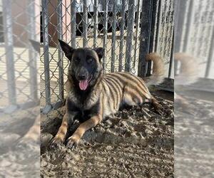 Mutt Dogs for adoption in Riverside, CA, USA