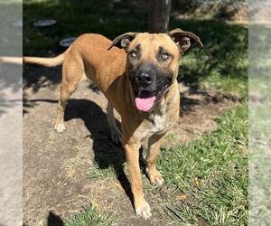 Mastiff-Unknown Mix Dogs for adoption in Modesto, CA, USA
