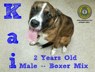 Boxer Dogs for adoption in Nicholasville, KY, USA