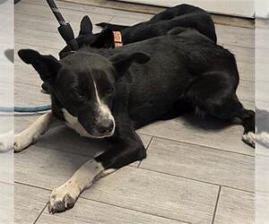 Border Collie-Unknown Mix Dogs for adoption in Bakersfield, CA, USA