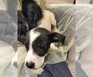 Mutt Dogs for adoption in Pueblo, CO, USA