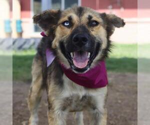 German Shepherd Dog-Unknown Mix Dogs for adoption in San Antonio, TX, USA