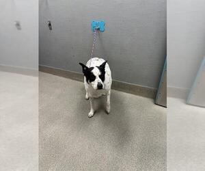 Mutt Dogs for adoption in Las Vegas, NV, USA