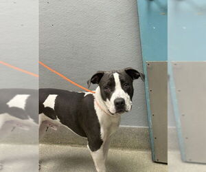 American Pit Bull Terrier-Unknown Mix Dogs for adoption in Las Vegas, NV, USA