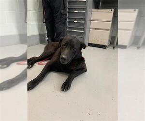 Great Pyrenees-Unknown Mix Dogs for adoption in Corpus Christi, TX, USA