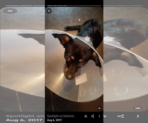 Chipin Dogs for adoption in Westminster, MD, USA