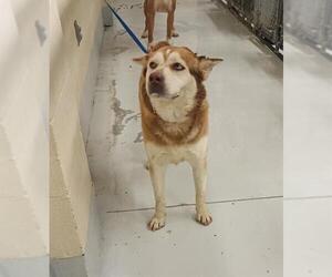 Huskies -Unknown Mix Dogs for adoption in Conroe, TX, USA