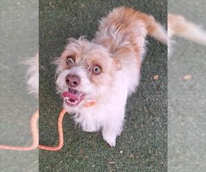 Mutt Dogs for adoption in Woodland, CA, USA
